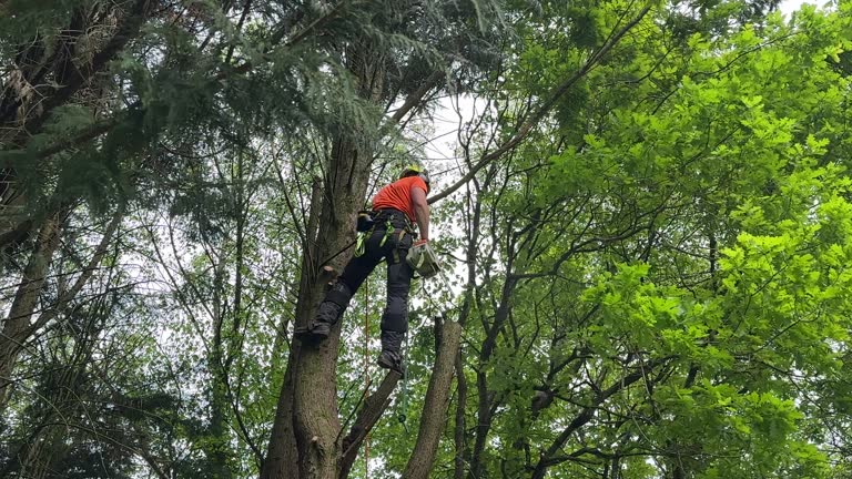 How Our Tree Care Process Works  in Mcswain, CA